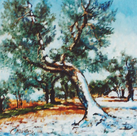 uliveta in inverno