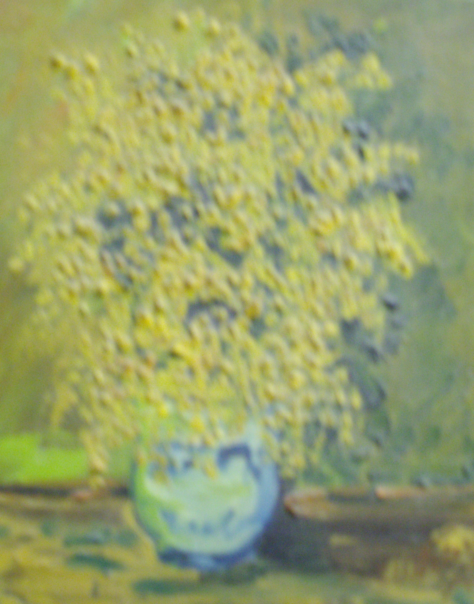 vaso di mimosa