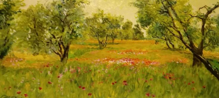 primavera tra gli ulivi