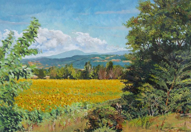 Campo di girasoli